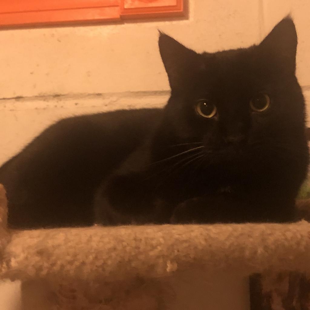 Verbal, an adoptable Domestic Short Hair in Saint Paul, MN, 55105 | Photo Image 3