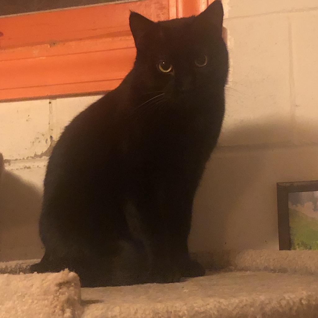 Verbal, an adoptable Domestic Short Hair in Saint Paul, MN, 55105 | Photo Image 4