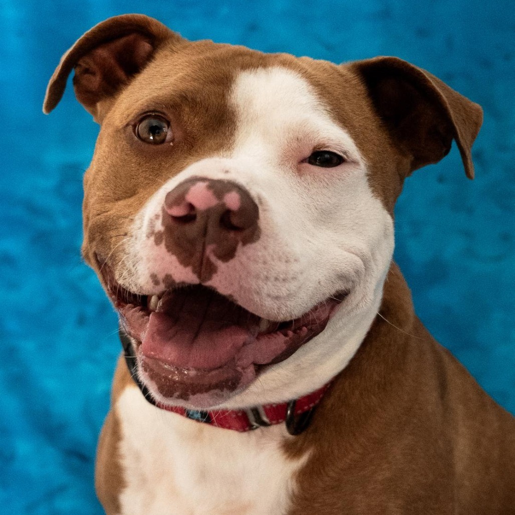 Spenser, an adoptable Pit Bull Terrier in Buellton, CA, 93427 | Photo Image 1