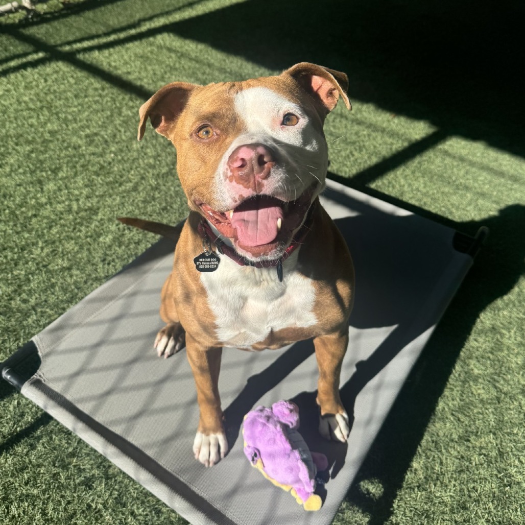 Spenser, an adoptable Pit Bull Terrier in Buellton, CA, 93427 | Photo Image 1