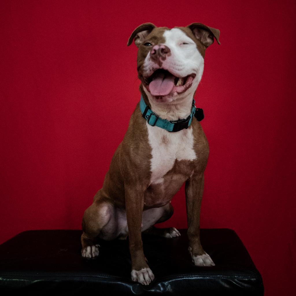Spenser, an adoptable Pit Bull Terrier in Buellton, CA, 93427 | Photo Image 2