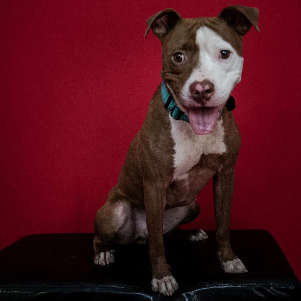 Spenser, an adoptable Pit Bull Terrier in Buellton, CA, 93427 | Photo Image 3