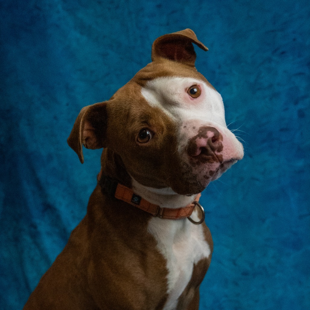 Spenser, an adoptable Pit Bull Terrier in Buellton, CA, 93427 | Photo Image 4
