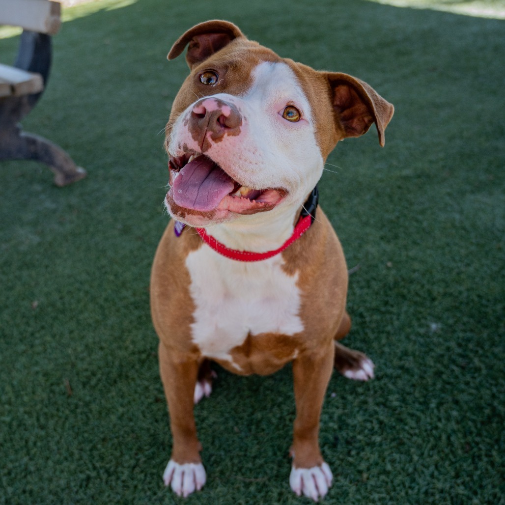 Spenser, an adoptable Pit Bull Terrier in Buellton, CA, 93427 | Photo Image 6