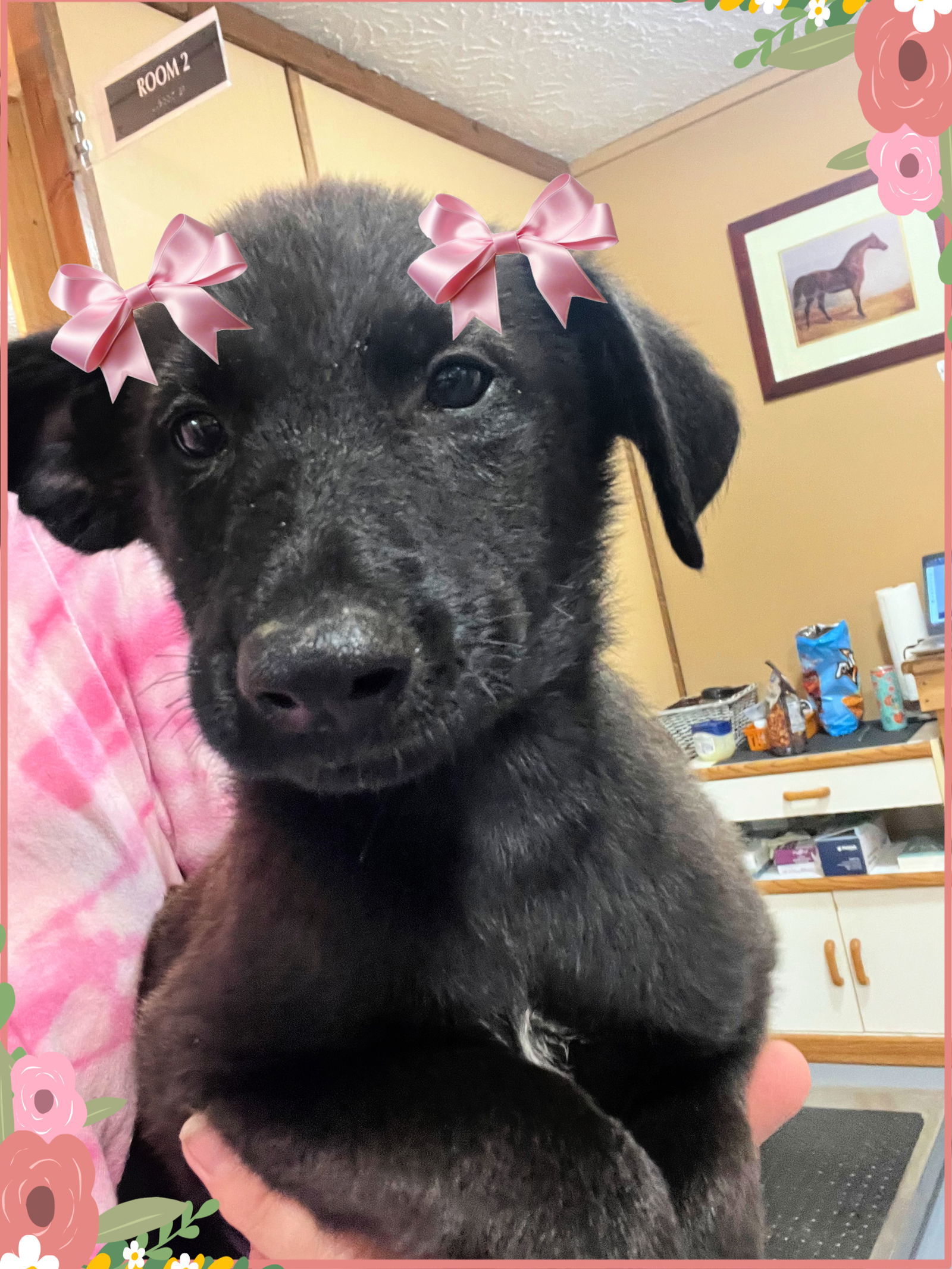 Dog for adoption Cute black lab pups female, a Black Labrador