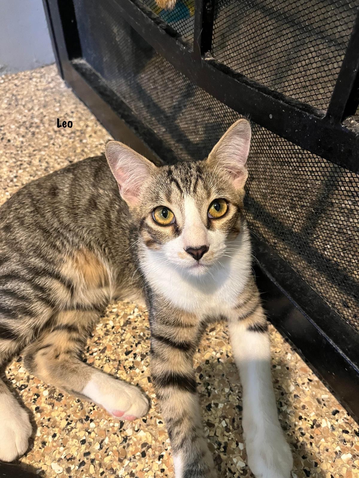 Leo, an adoptable Domestic Short Hair in Incline Village, NV, 89450 | Photo Image 1