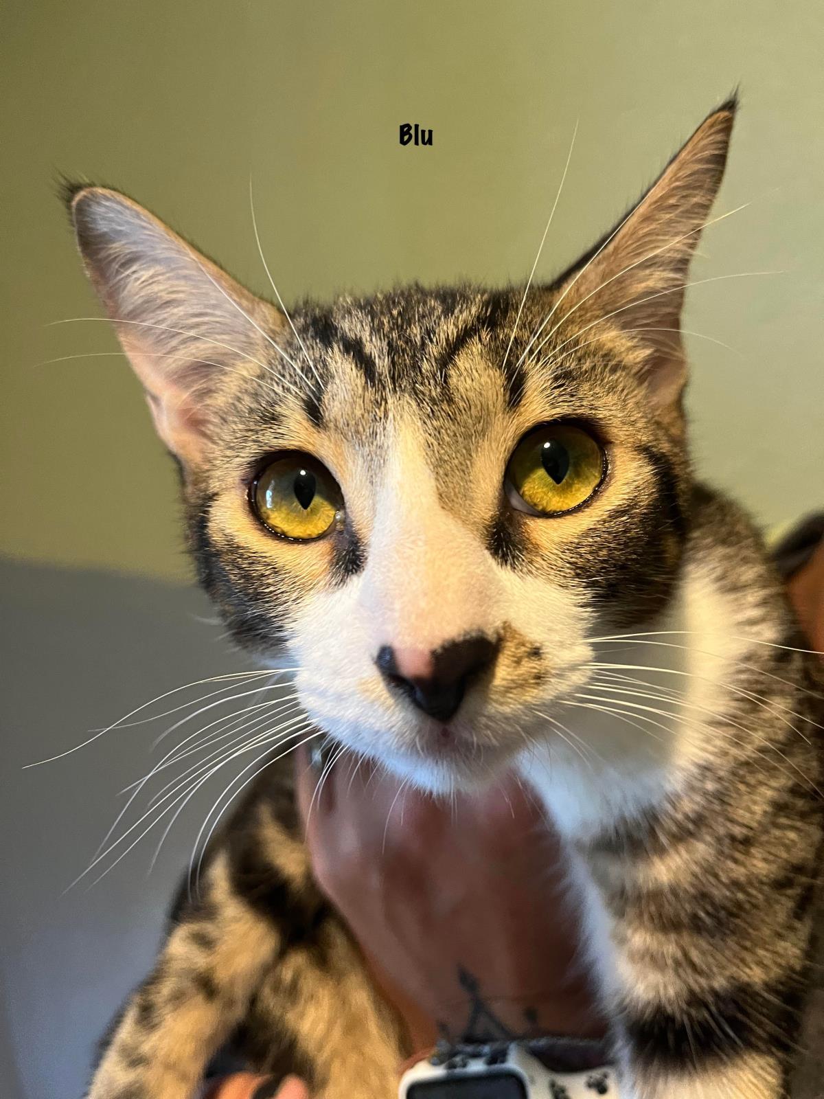 Blu, an adoptable Domestic Short Hair in Incline Village, NV, 89450 | Photo Image 1