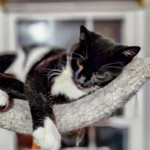 Oreo, Adult Female Domestic Short Hair