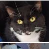 Oreo photo 3