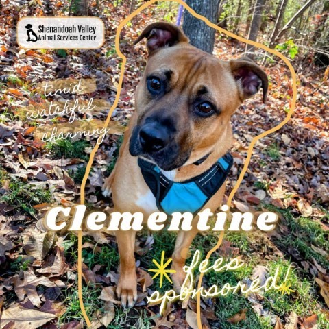 Clementine