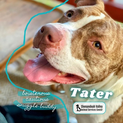 TATER