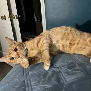 Flotsam, Adult Female Domestic Short Hair