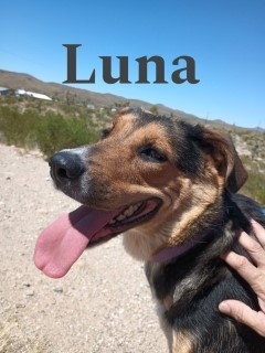 Luna*, an adoptable Shepherd in Kingman, AZ, 86401 | Photo Image 2