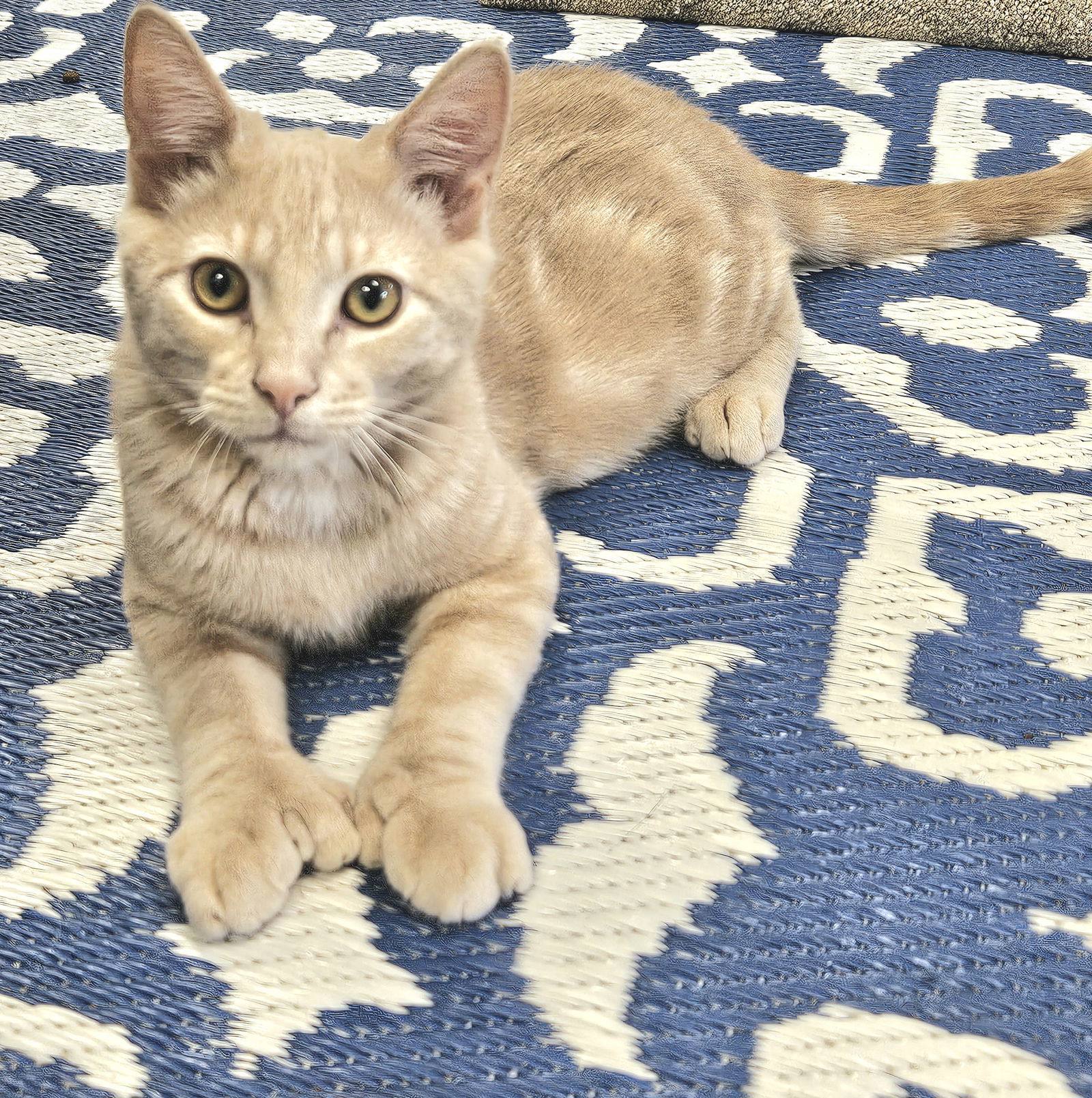 Mutt, an adoptable Domestic Short Hair, Tabby in Springfield, OR, 97475 | Photo Image 2