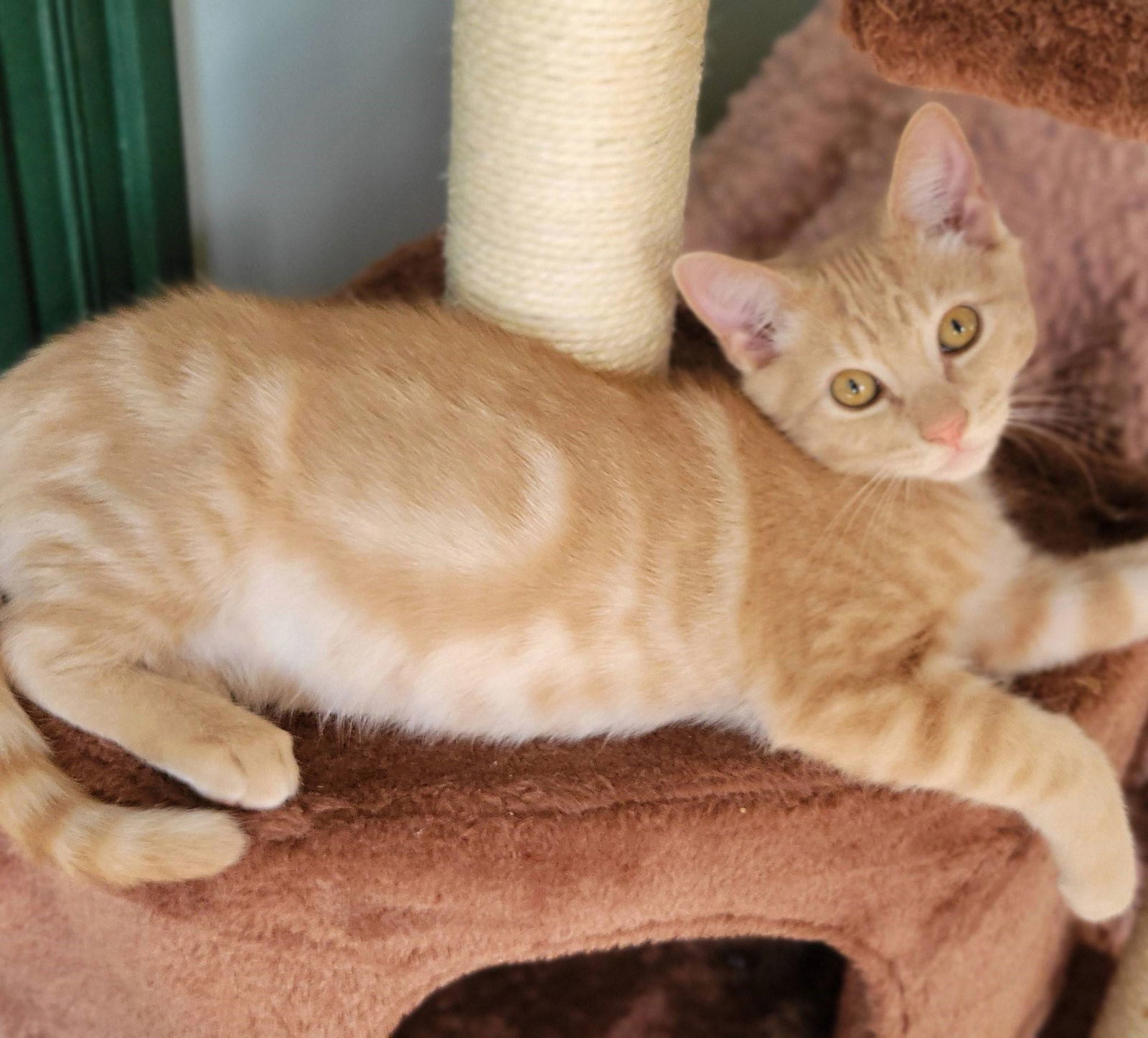 Guy, an adoptable Domestic Short Hair, Tabby in Springfield, OR, 97475 | Photo Image 4