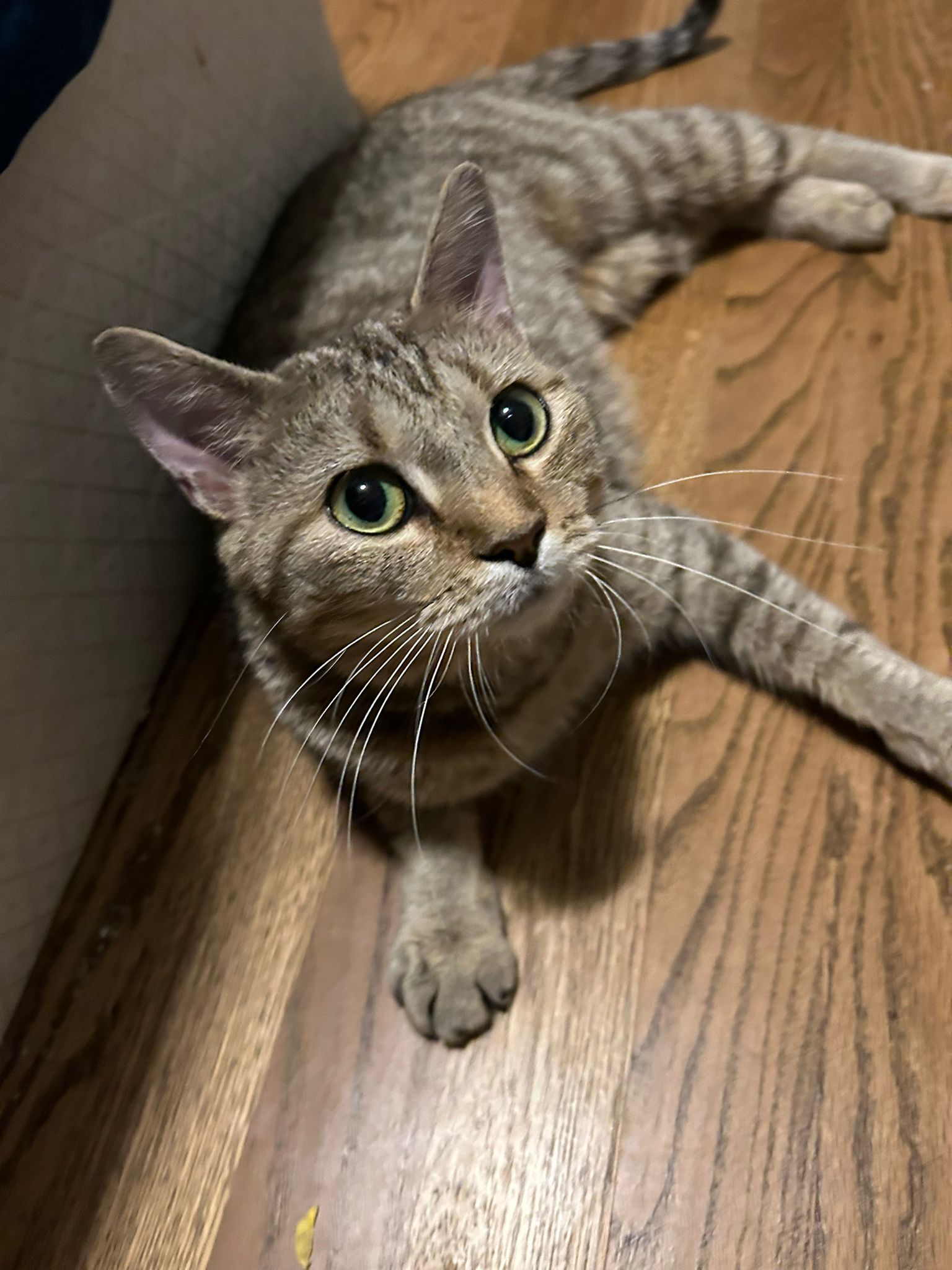 Cat for adoption Yoshi, a Domestic Short Hair in West Mifflin, PA Petfinder