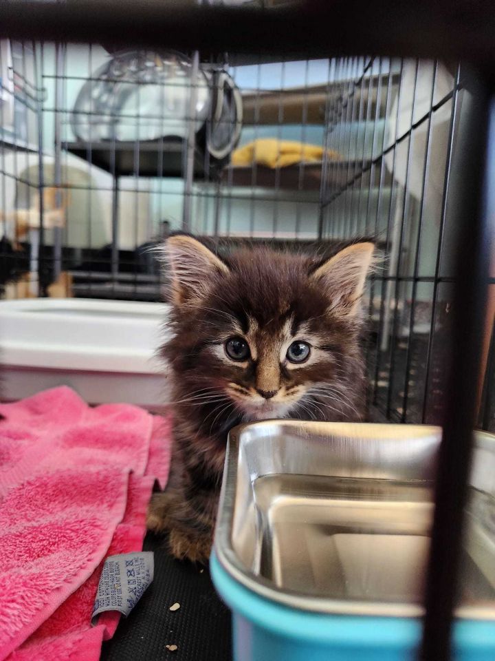 Cat for adoption Hutch, a Domestic Long Hair in West Mifflin, PA