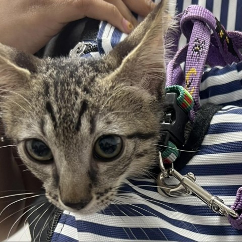 Ramon, an adoptable Domestic Short Hair in Guaynabo, PR, 00969 | Photo Image 1