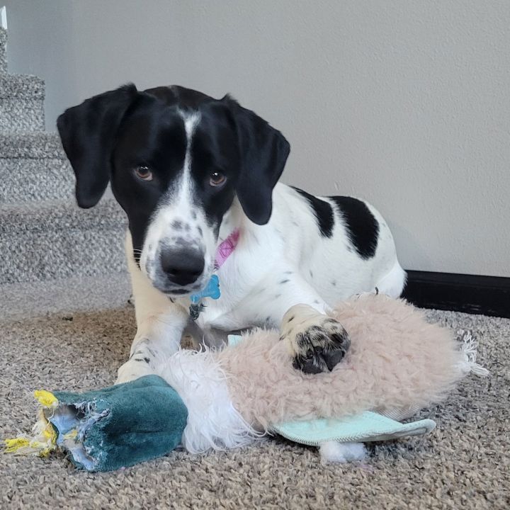 Dog for adoption Enola Holmes, a German Shorthaired Pointer