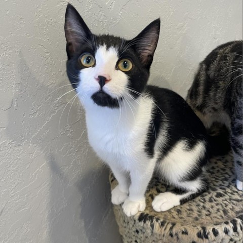 Oreo, an adoptable Domestic Short Hair in Talent, OR, 97540 | Photo Image 1