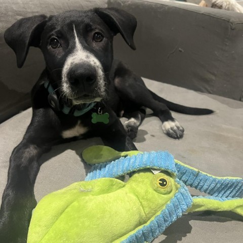 Auggie