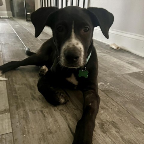 Auggie