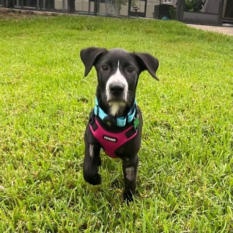 Auggie