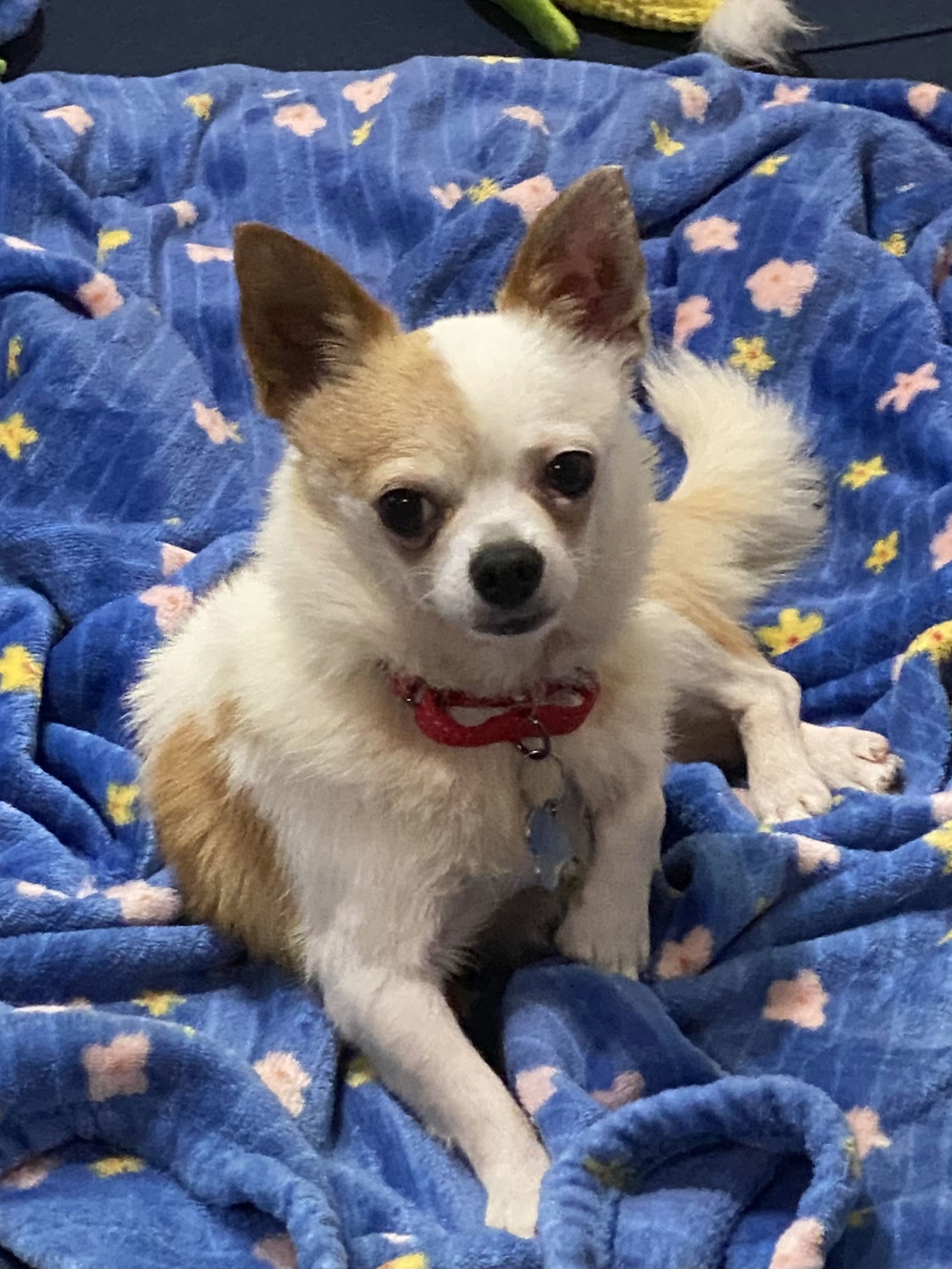 Tony, an adoptable Chihuahua in Brandon, SD, 57005 | Photo Image 1