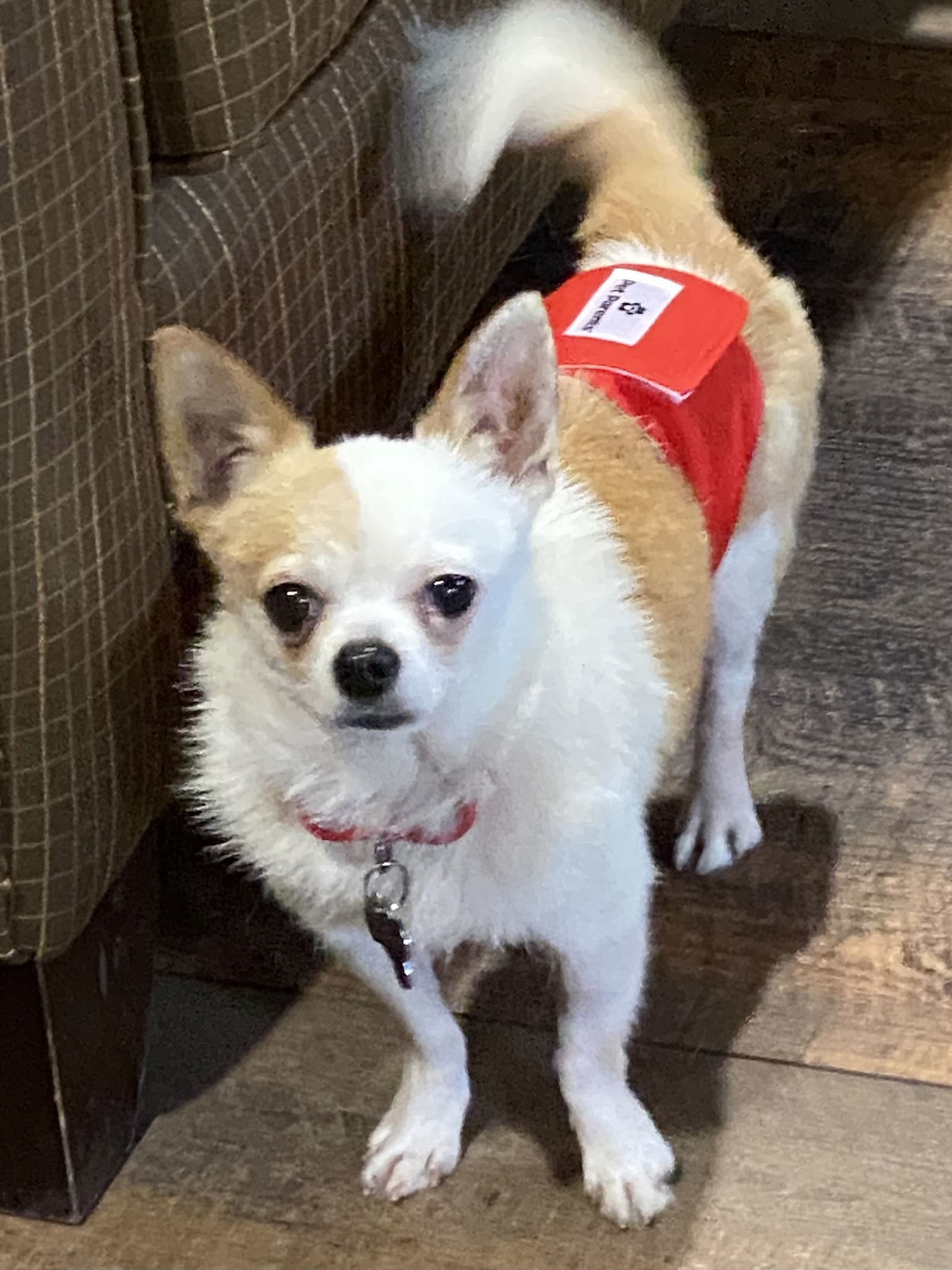 Tony, an adoptable Chihuahua in Brandon, SD, 57005 | Photo Image 2