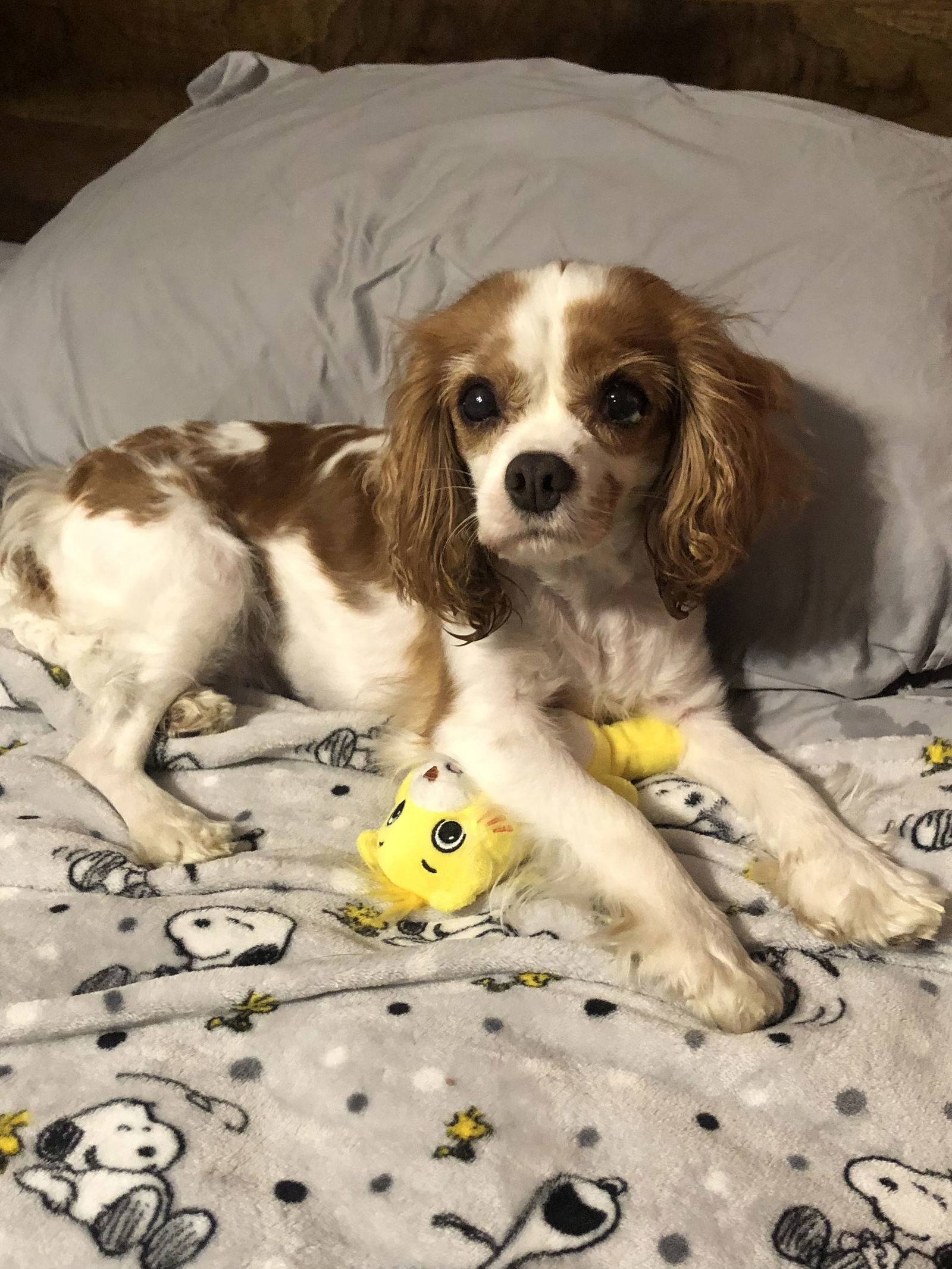 Cara, an adoptable Cavalier King Charles Spaniel in Brandon, SD, 57005 | Photo Image 1