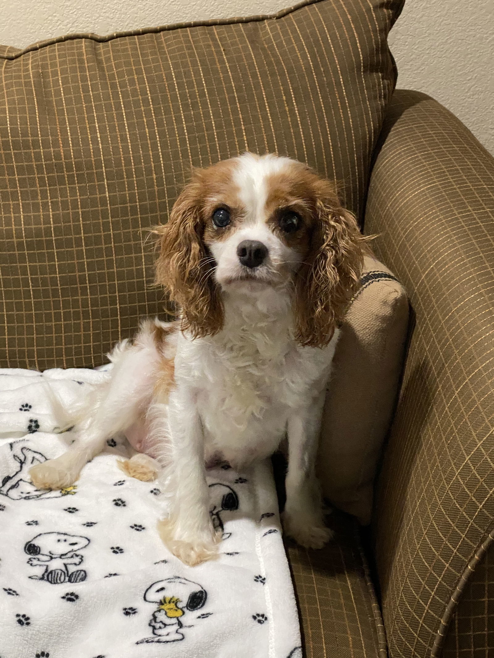 Cara, an adoptable Cavalier King Charles Spaniel in Brandon, SD, 57005 | Photo Image 2