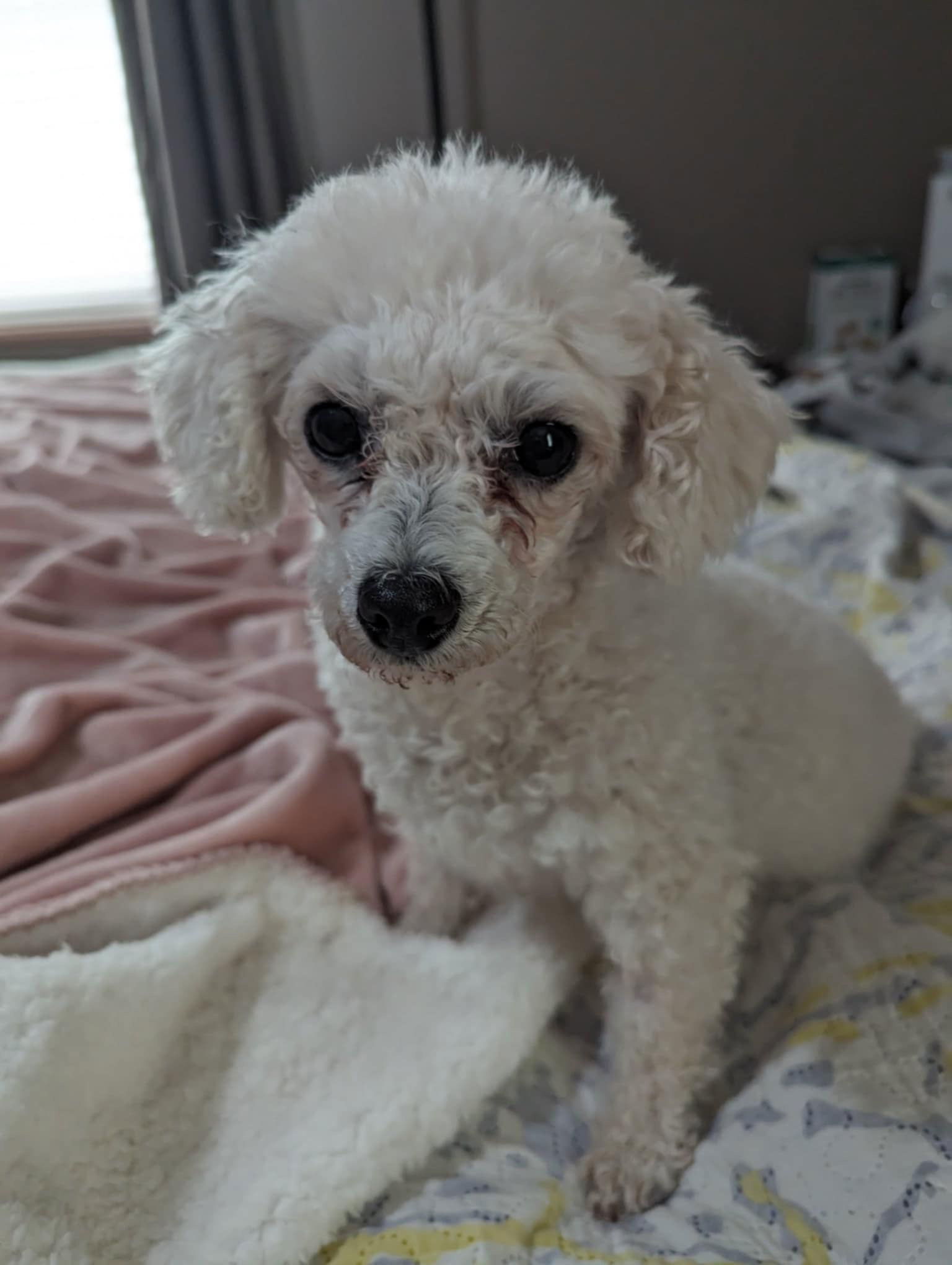 Sloan, an adoptable Bichon Frise in Brandon, SD, 57005 | Photo Image 1