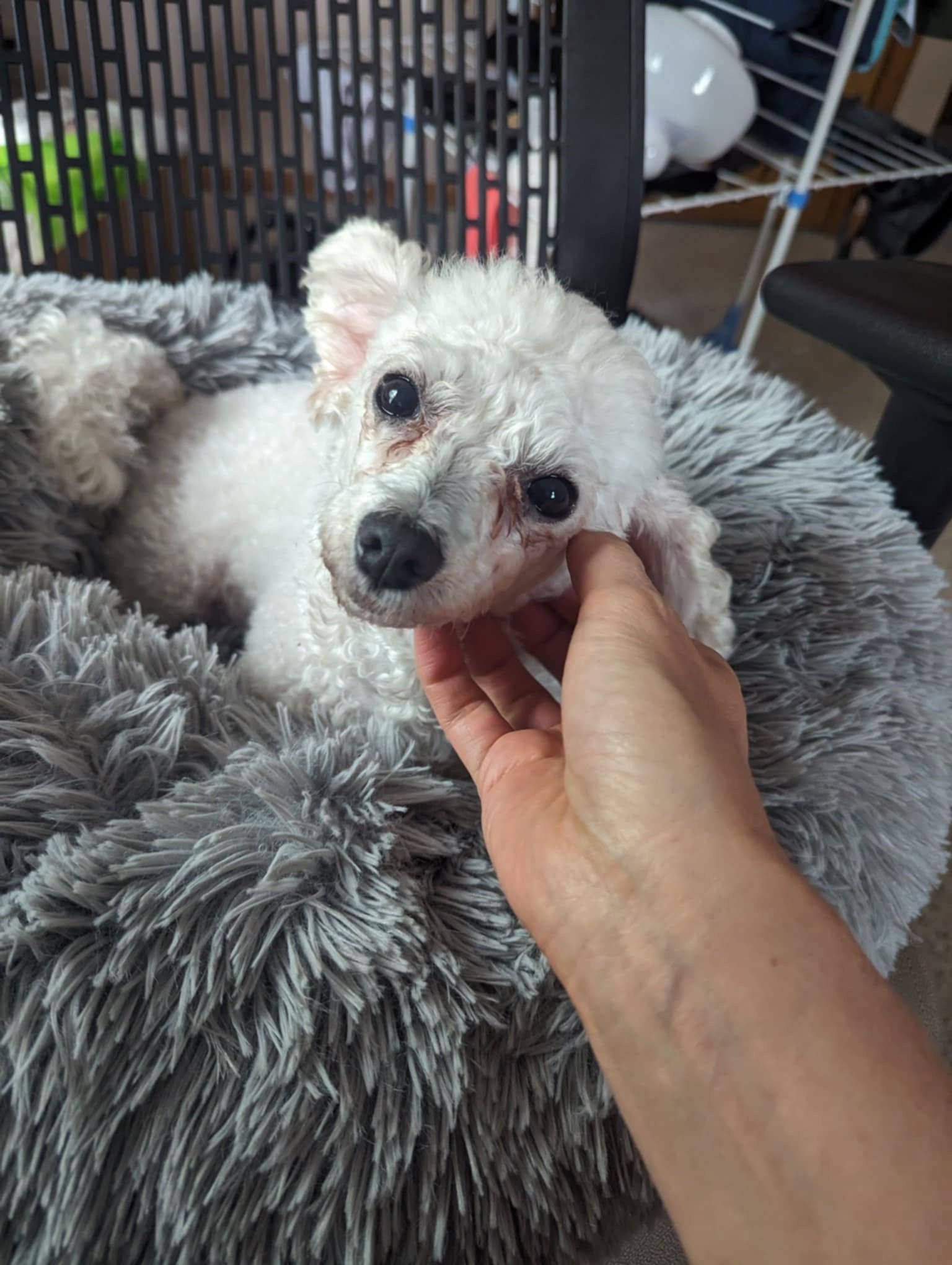 Sloan, an adoptable Bichon Frise in Brandon, SD, 57005 | Photo Image 3