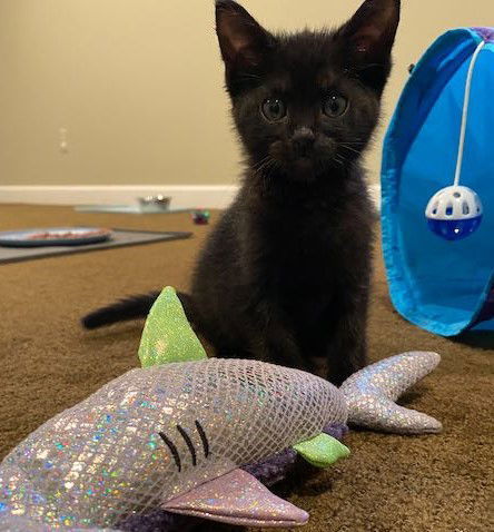 Tim Horton, an adoptable Domestic Short Hair in Traverse City, MI, 49686 | Photo Image 2