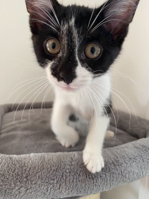 Bobby Orr, an adoptable Tuxedo, Domestic Short Hair in Traverse City, MI, 49686 | Photo Image 2