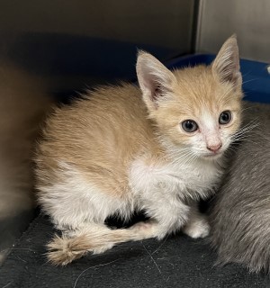 Frankie, an adoptable Domestic Short Hair in Granbury, TX, 76048 | Photo Image 1