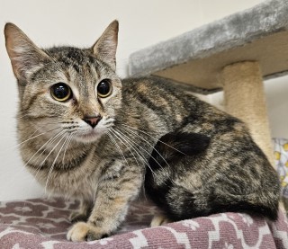 Botswana, an adoptable Domestic Short Hair in Granbury, TX, 76048 | Photo Image 1