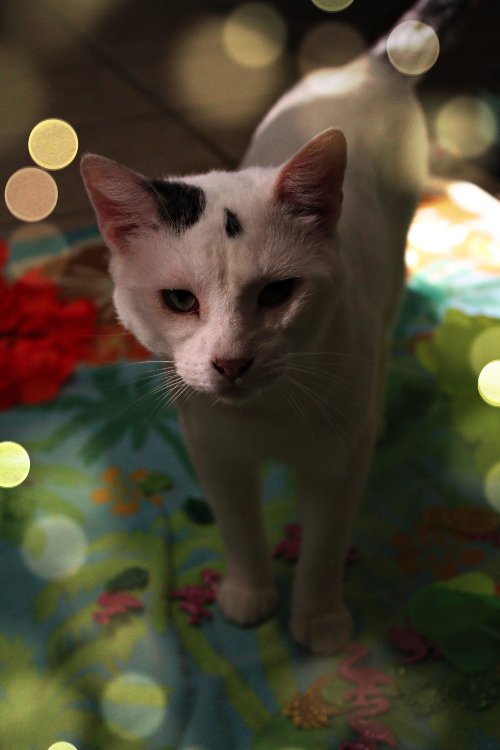 Pepper, an adoptable American Shorthair in Du Quoin, IL, 62832 | Photo Image 1