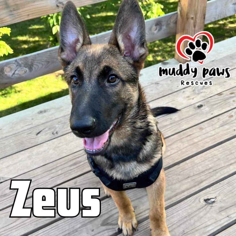 Zeus