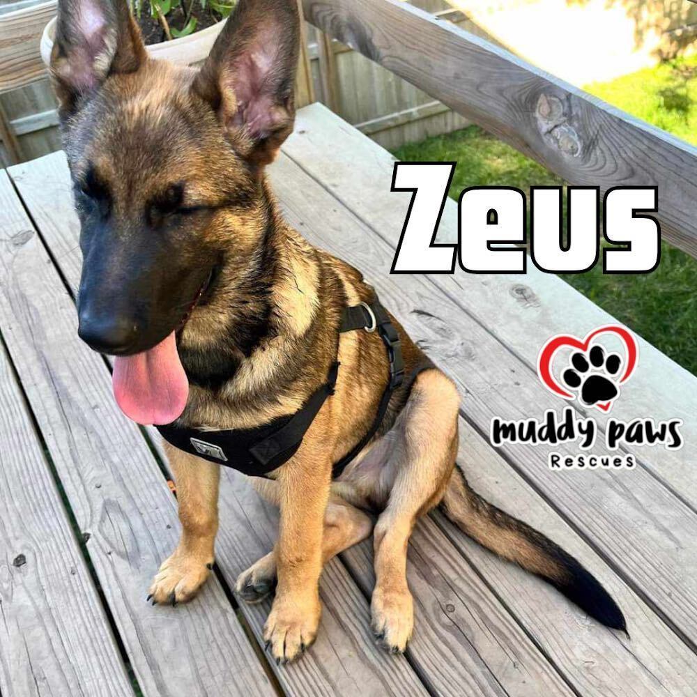 Zeus