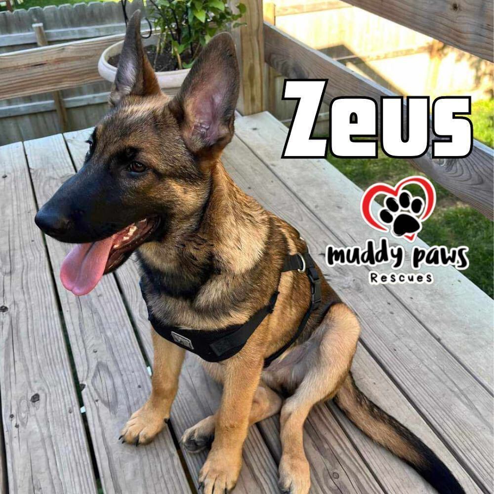 Zeus