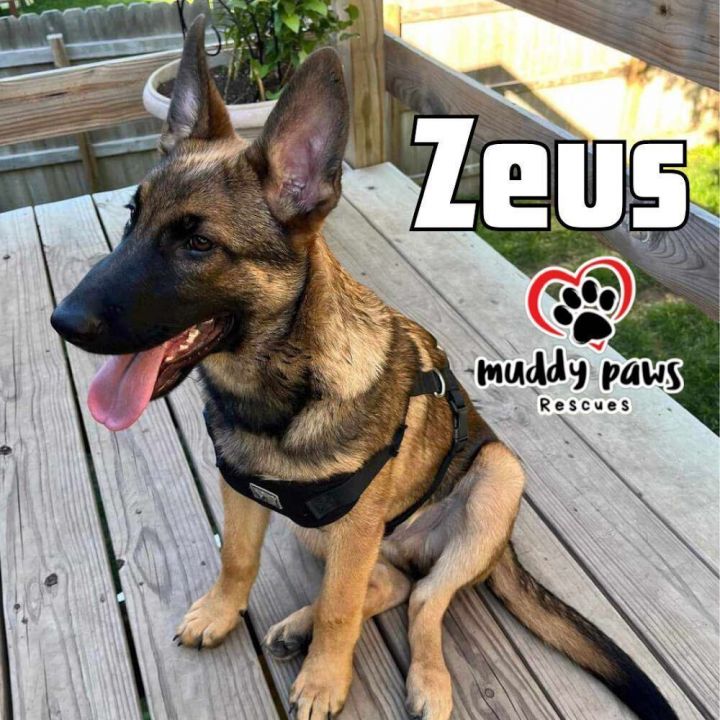 Zeus (Courtesy Post) 3