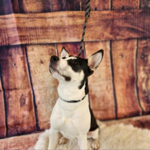 Lola JuM, Adult Female Manchester Terrier