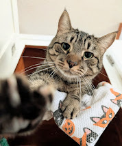 Linny, Adult Male Domestic Short Hair