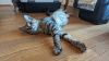 Momma Nala photo 2