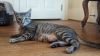 Momma Nala photo 3