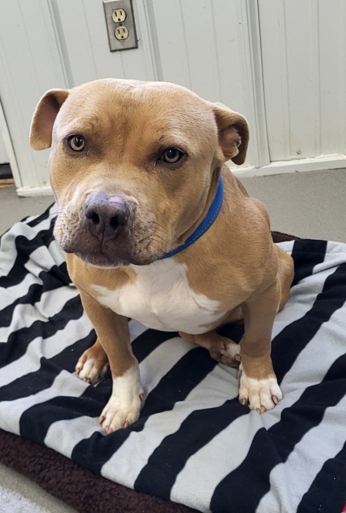 Zeus, an adoptable Pit Bull Terrier in Medford, WI, 54451 | Photo Image 1