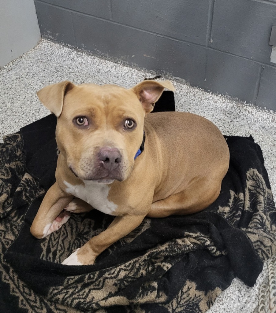 Zeus, an adoptable Pit Bull Terrier in Medford, WI, 54451 | Photo Image 2