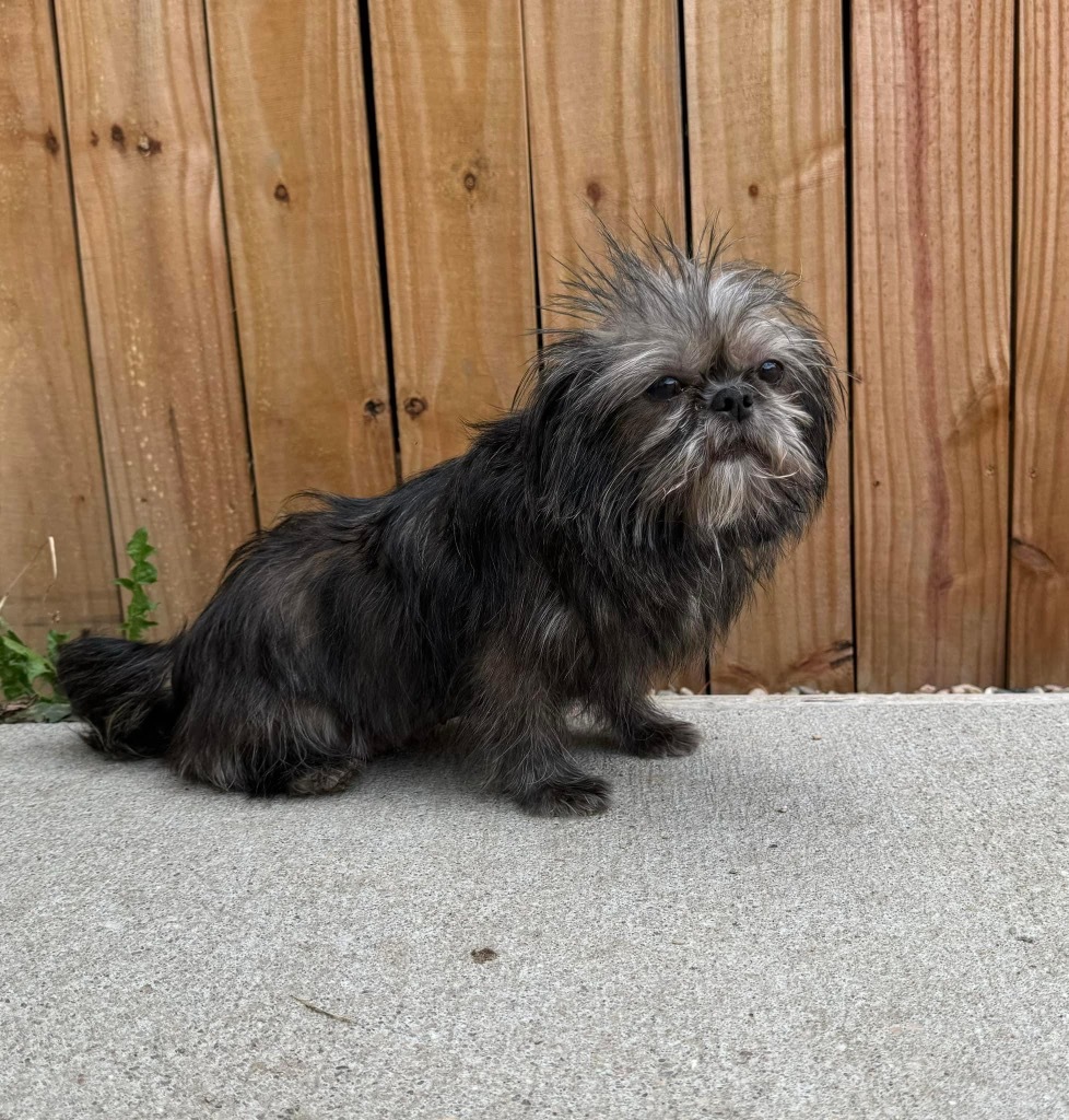 Joy, an adoptable Brussels Griffon, Shih Tzu in Hastings, NE, 68901 | Photo Image 1