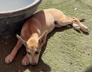 Cleo (Cotta P4), Young Female Labrador Retriever